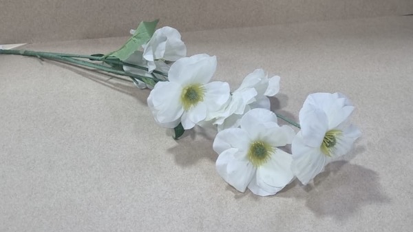 Daffodil
