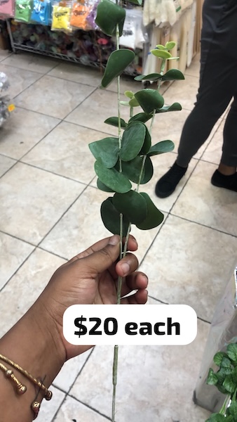 Eucalyptus