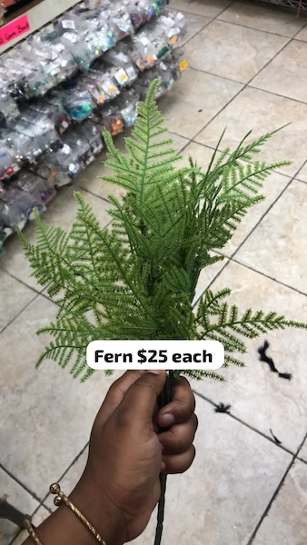 Fern