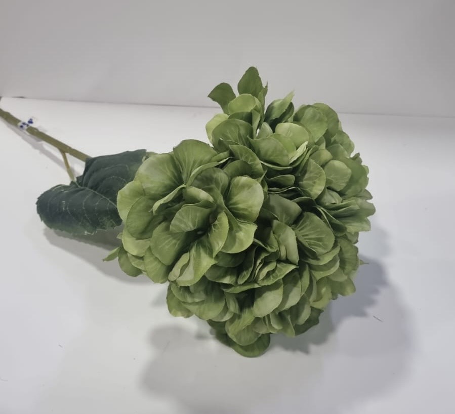 Hydrangea Plant/Flower