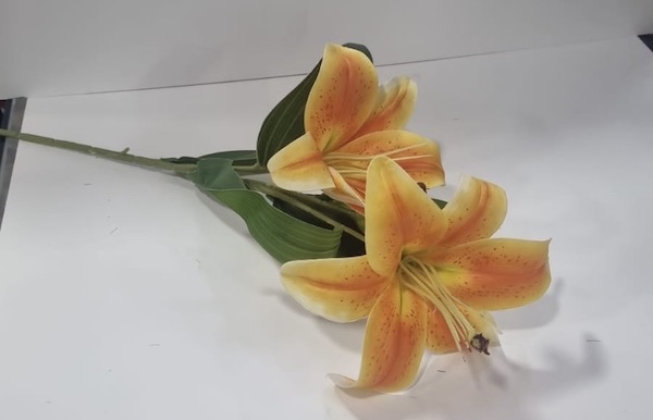 Lily