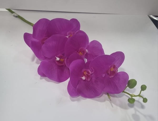 Orchid
